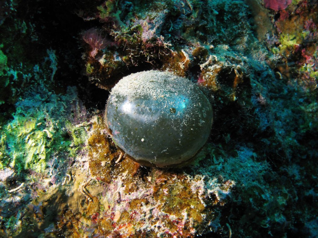 Believe It or Not, This is a Single-Celled Organism, Valonia Ventricosa