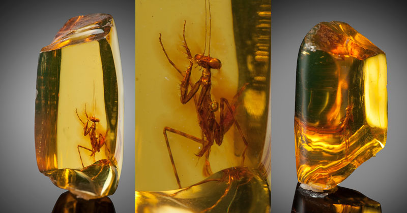 a 12 million year old praying mantis encased in amber 1 A 12 Million Year Old Praying Mantis Encased in Amber