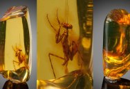 A 12 Million Year Old Praying Mantis Encased in Amber