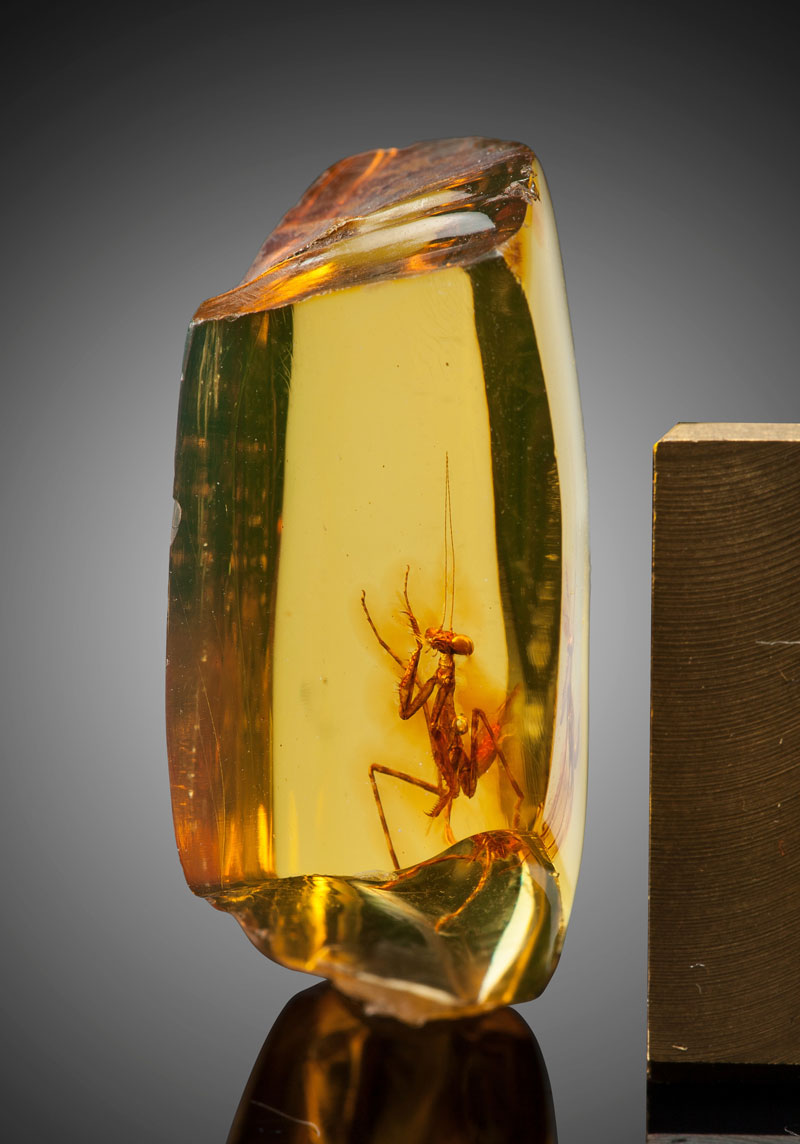 a 12 million year old praying mantis encased in amber 5 A 12 Million Year Old Praying Mantis Encased in Amber