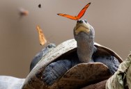 Amazing Video Shows Butterflies in the Amazon Drinking Turtle Tears