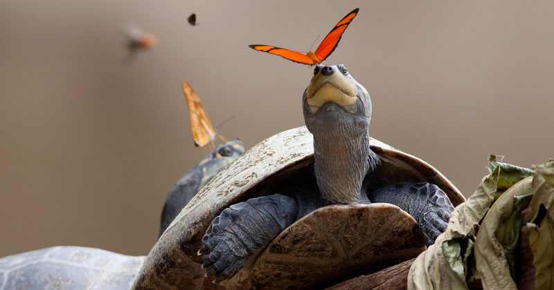 Amazing Video Shows Butterflies in the Amazon Drinking Turtle Tears