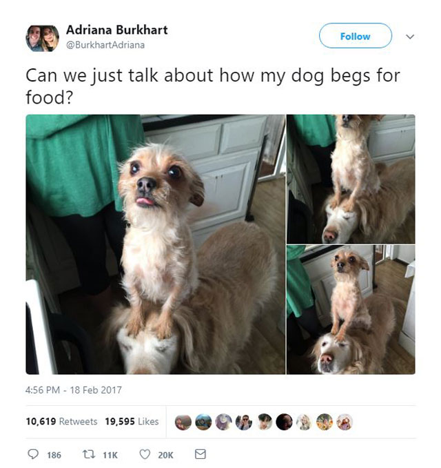 dog standing on dog begging for food 2 A Simple Tweet About Two Dogs Unfolded Into a Beautiful Twitter Story