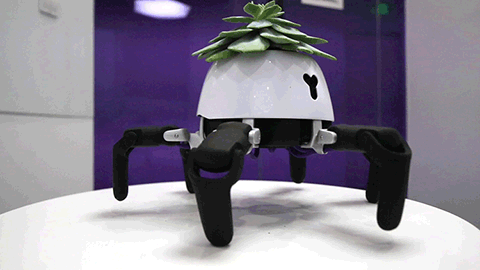 guy gives plant robotic legs so it can experience animal like freedom 1 Guy Gives Plant Robotic Legs So It Can Experience Animal Like Freedom