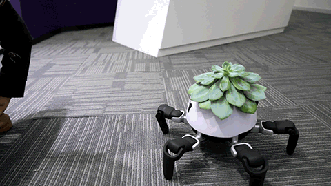guy gives plant robotic legs so it can experience animal like freedom 4 Guy Gives Plant Robotic Legs So It Can Experience Animal Like Freedom
