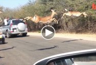 Impalas Fly Across Road in Kruger and One Leaps Into a Car to Avoid Cheetah