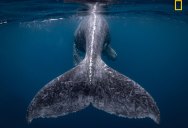 The 2018 National Geographic Travel Photographer of the Year Winners