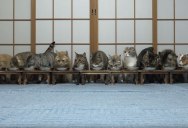 13 Cats Were All Eating in Harmony When Suddenly