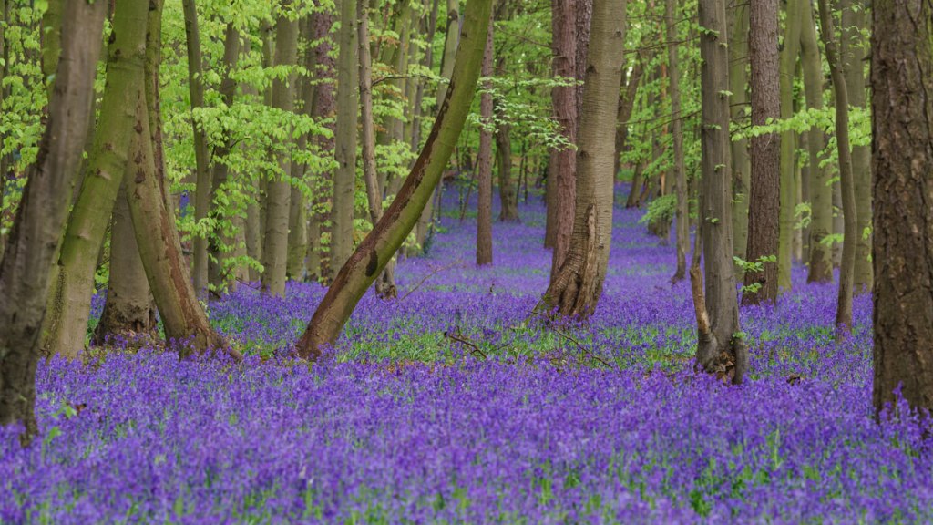 Bluebells in Pryor's Wood, England
