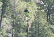 If You’ve Never Seen How Fast Bears Can Climb Trees You Need to See This
