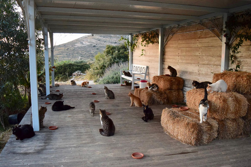 job post goes viral as cat sanctuary on greek island seeks caretaker 4 Job Post Goes Viral As Cat Sanctuary on Greek Island Seeks Caretaker