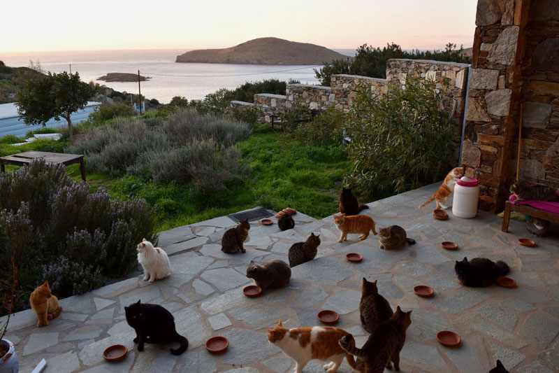 Job Post Goes Viral As Cat Sanctuary on Greek Island Seeks Caretaker