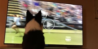 Kirk the Border Collie Watching Herself Win the 2017 Purina Pro Challenge