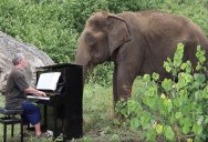 Playing ‘Clair de Lune’ on Piano for an 80 Year Old Elephant