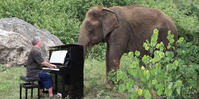 Playing 'Clair de Lune' on Piano for an 80 Year Old Elephant