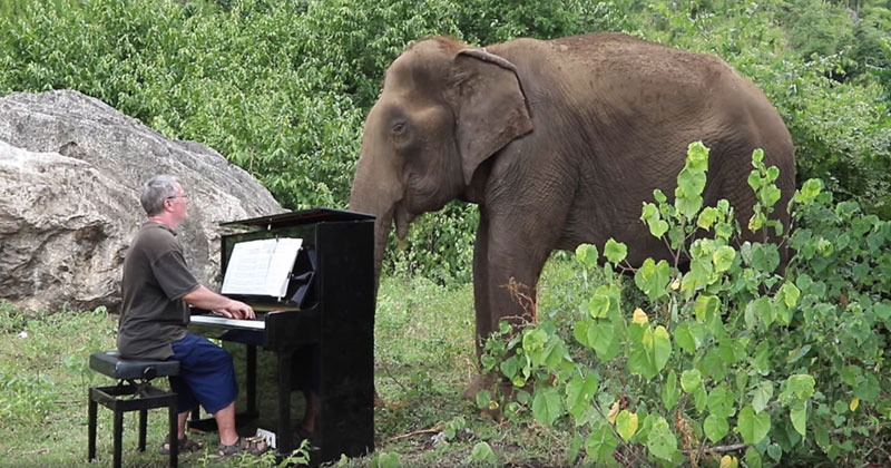 Playing 'Clair de Lune' on Piano for an 80 Year Old Elephant