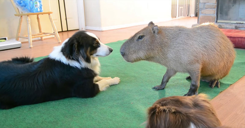 So a Dog and Capybara Walk Into a Room..
