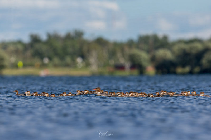 Supermom Merganser Spotted With Adopted Brood of 76 Chicks