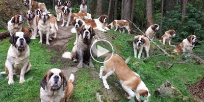 Yes, Walking 42 Saint Bernards Through the Woods is as Glorious as it Sounds