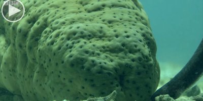 To Avoid Predators, Pearlfish Hide in the One Place Nobody Dares Go