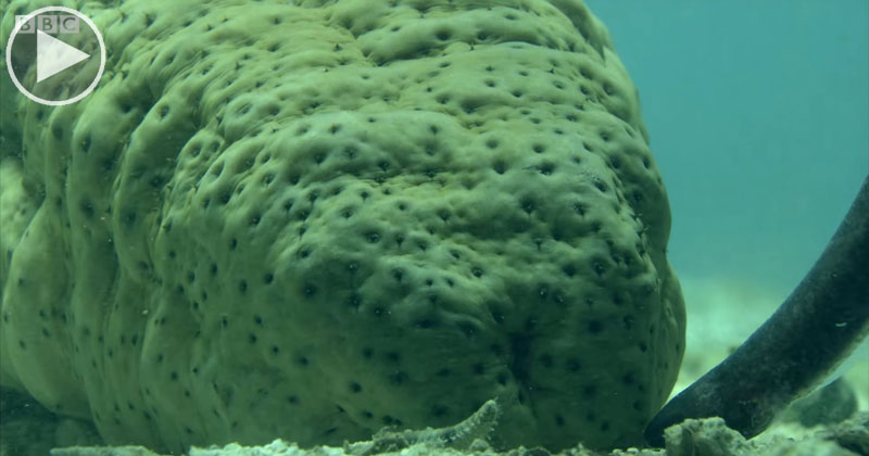 To Avoid Predators, Pearlfish Hide in the One Place Nobody Dares Go