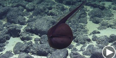 Rare Gulper Eel Sighted in All Its Shapeshifting Glory