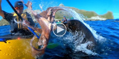 Seal Slaps Kayaker in the Face with Octopus