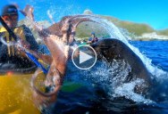 Seal Slaps Kayaker in the Face with Octopus