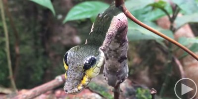 Crafty Caterpillar Mimics Snake When Threatened