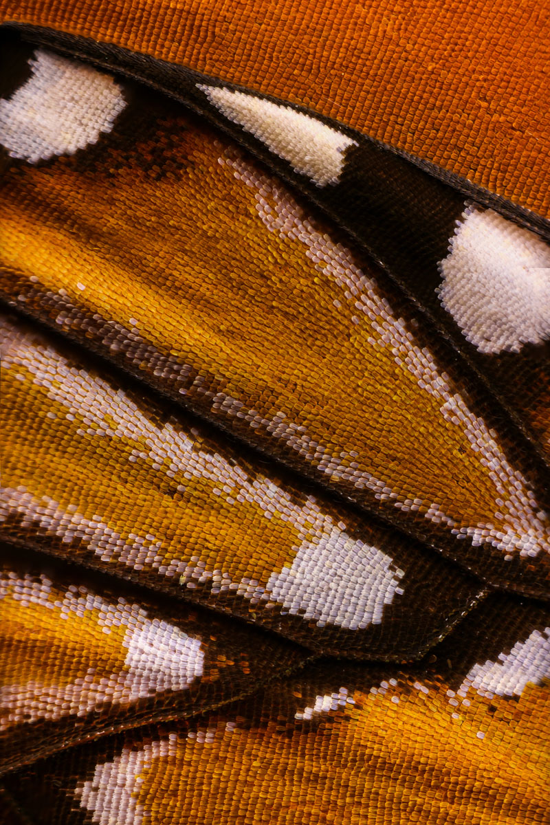 extreme close ups of butterfly wings by chris perani 2 Extreme Close Ups of Butterfly Wings by Chris Perani
