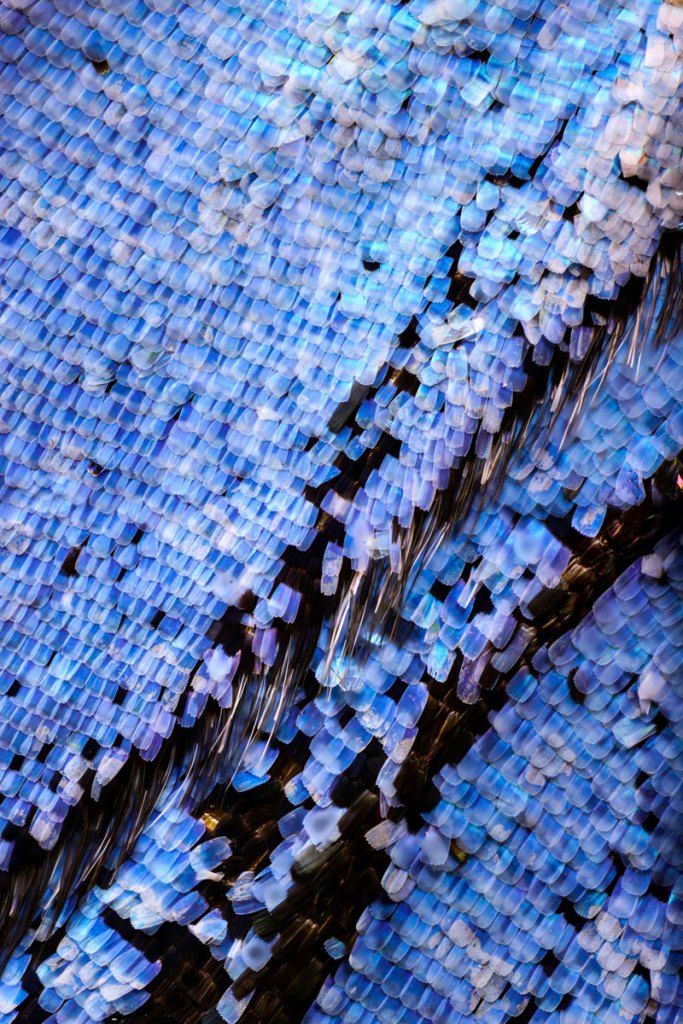 Extreme Close-Ups of Butterfly Wings by Chris Perani