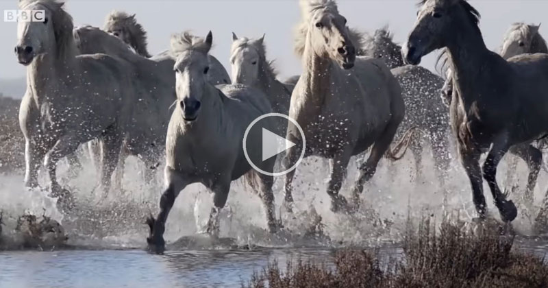 wild galloping horses