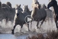 A Pack of Wild Horses Running Slow Mo Through Water is as Majestic as it Sounds