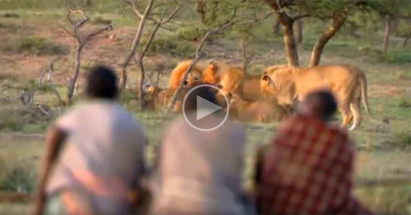 3 Guys Steal Fresh Kill From Pride of 15 Lions With Sheer Confidence