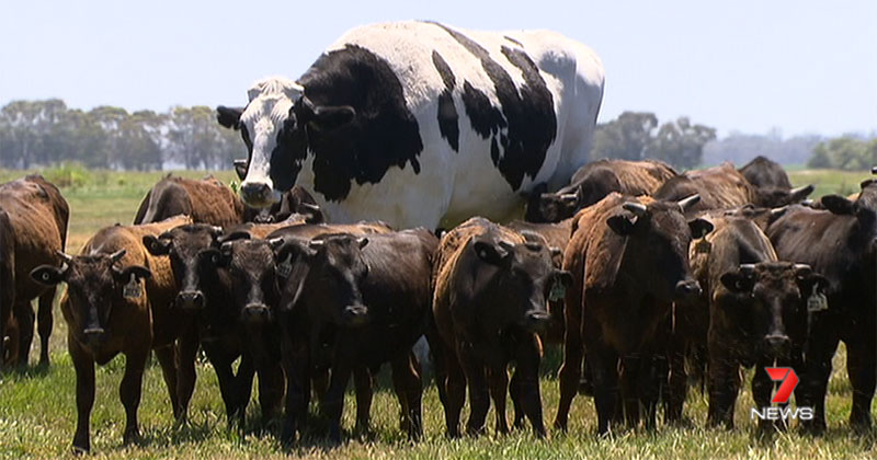 Absolute Unit Deemed Too Big for Abattoir Will Live Out Its Days Grazing