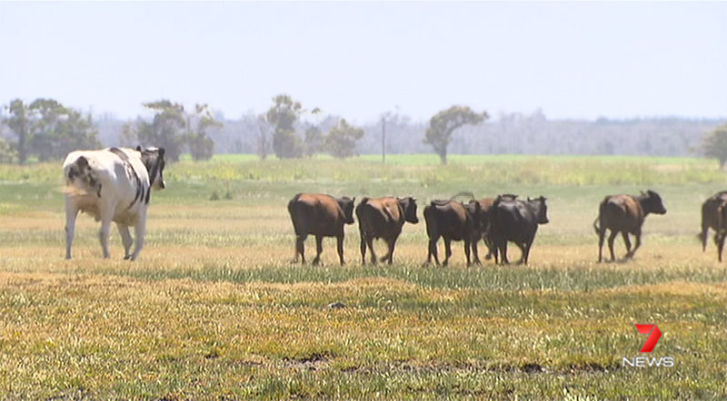 biggest cow steer ever in australia 2 Absolute Unit Deemed Too Big for Abattoir Will Live Out Its Days Grazing