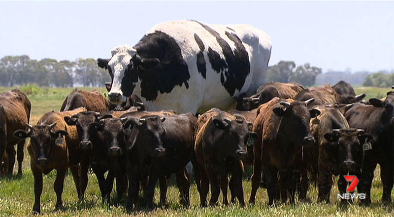 biggest cow steer ever in australia 4 Absolute Unit Deemed Too Big for Abattoir Will Live Out Its Days Grazing