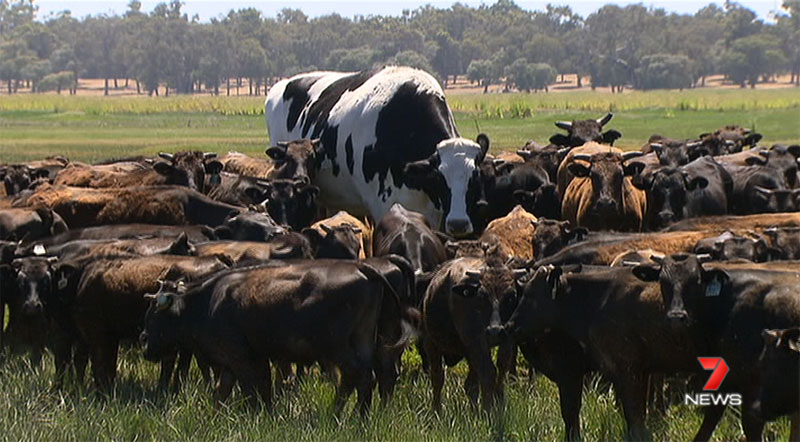 biggest cow steer ever in australia 5 Absolute Unit Deemed Too Big for Abattoir Will Live Out Its Days Grazing