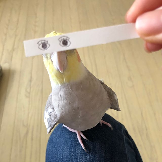 bird with funny eyes on strip of paper 1 Using a Strip of Paper to Give Birds Funny Eyes is Ingenious
