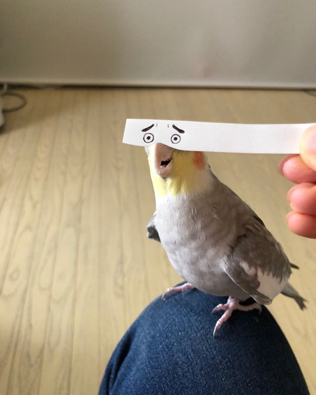 bird with funny eyes on strip of paper 2 Using a Strip of Paper to Give Birds Funny Eyes is Ingenious