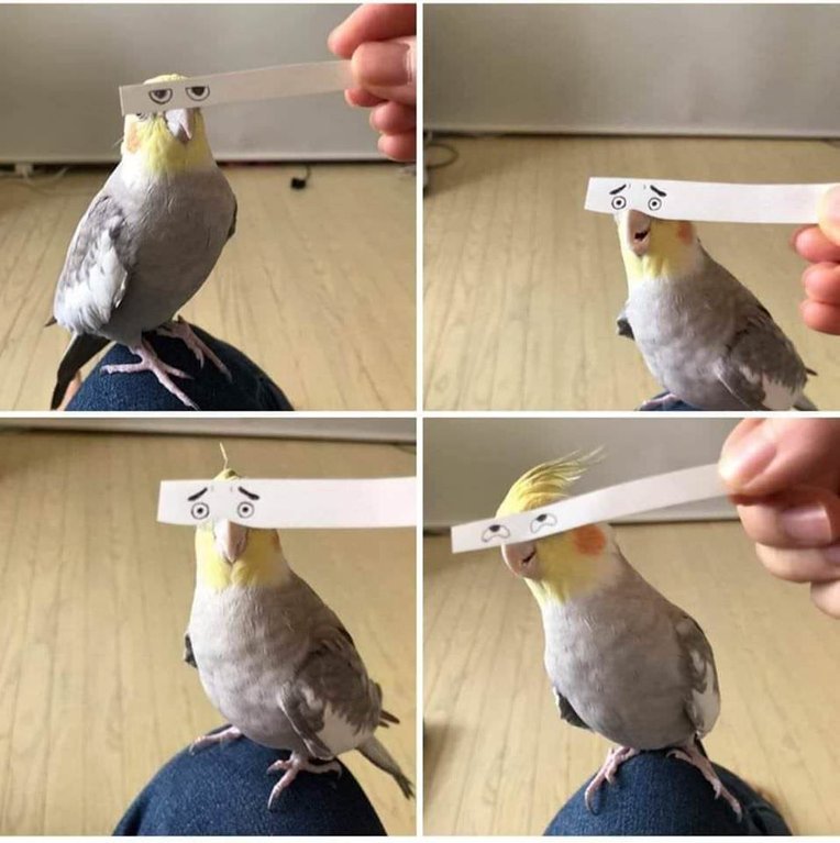 bird with funny eyes on strip of paper 9 Using a Strip of Paper to Give Birds Funny Eyes is Ingenious