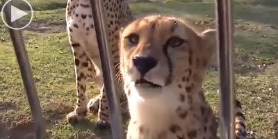 Cheetahs Can't Roar, So Instead They Sound Like This