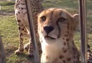 Cheetahs Can’t Roar, So Instead They Sound Like This
