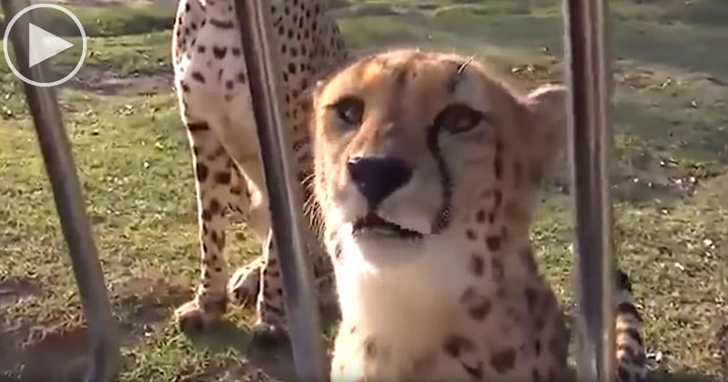 Cheetahs Can't Roar, So Instead They Sound Like This