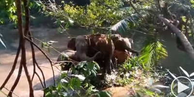 Elephants Salute People Who Rescued Their Baby Elephant From a Ditch