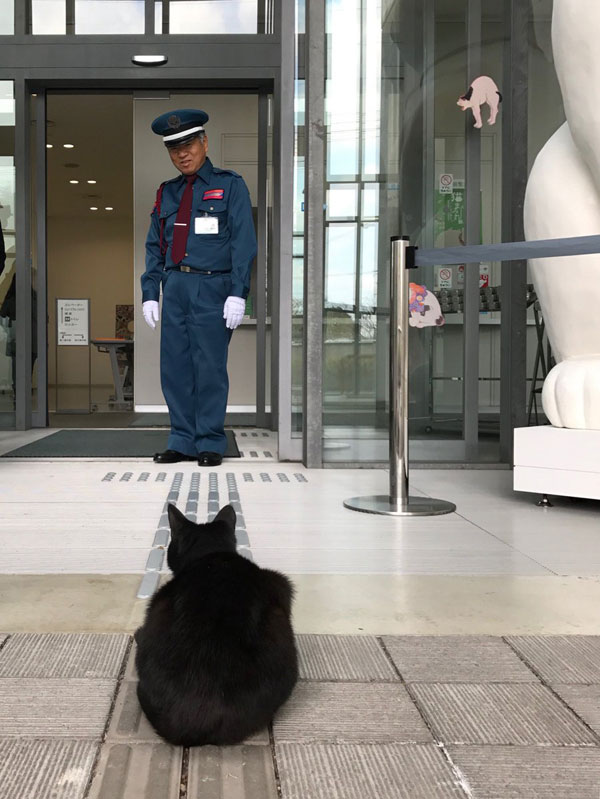 museum cats japan 1 Two Cats Have Been Trolling Museum Security for Over 2 Years Now