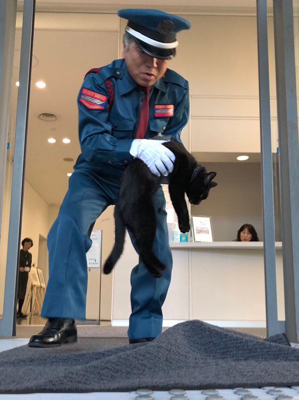 museum cats japan 11 Two Cats Have Been Trolling Museum Security for Over 2 Years Now