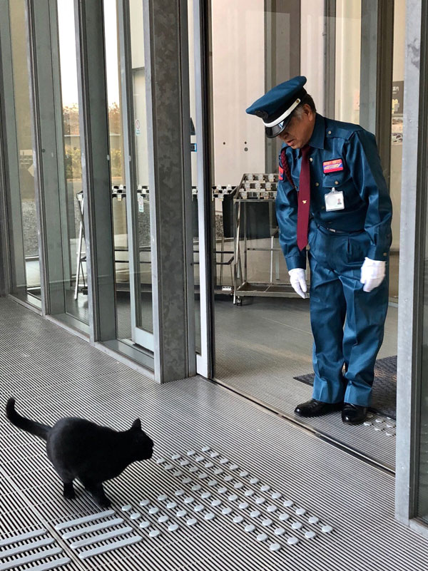 museum cats japan 12 Two Cats Have Been Trolling Museum Security for Over 2 Years Now