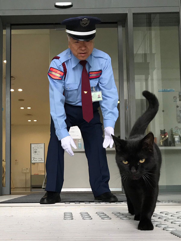 museum cats japan 16 Two Cats Have Been Trolling Museum Security for Over 2 Years Now