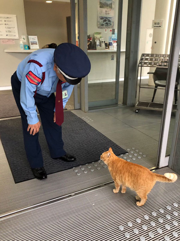 museum cats japan 17 Two Cats Have Been Trolling Museum Security for Over 2 Years Now